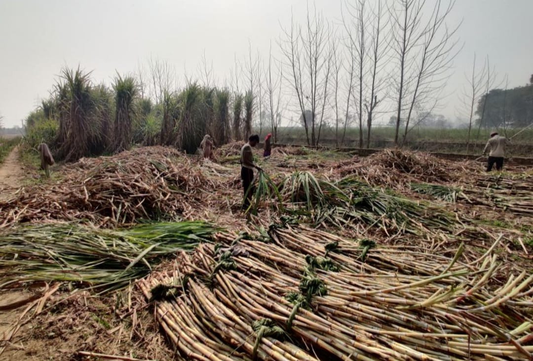Sugarcane Price Not Declared In UP