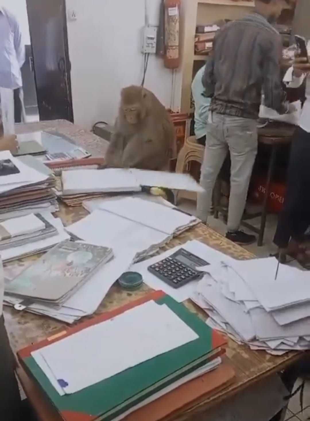 Monkey Came to CheckRregistry Office File