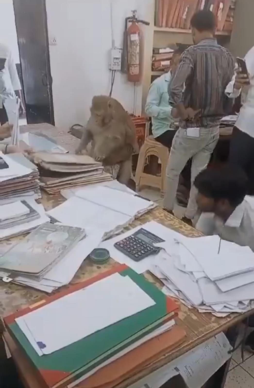 Monkey Came to CheckRregistry Office File