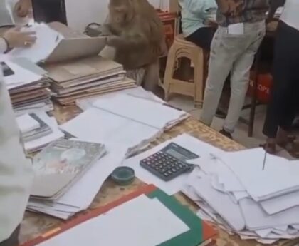 Monkey Came to CheckRregistry Office File