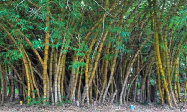 Bamboo Cultivation
