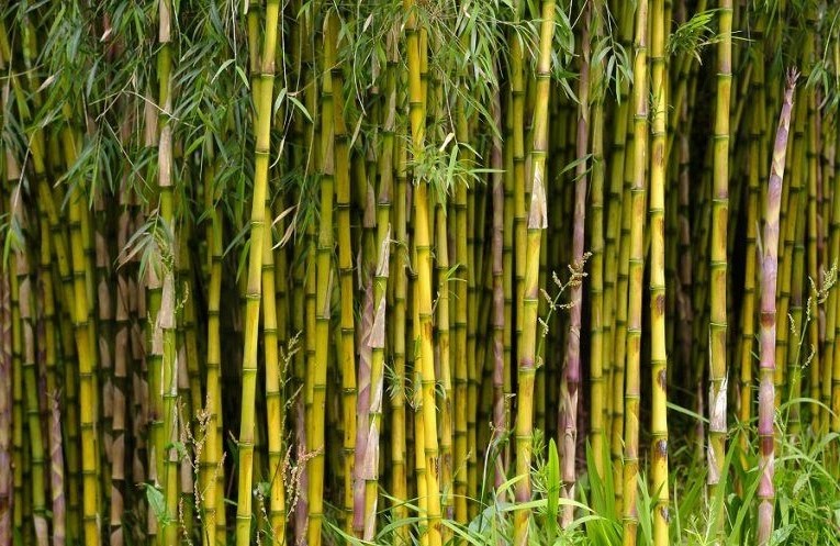 Bamboo Cultivation