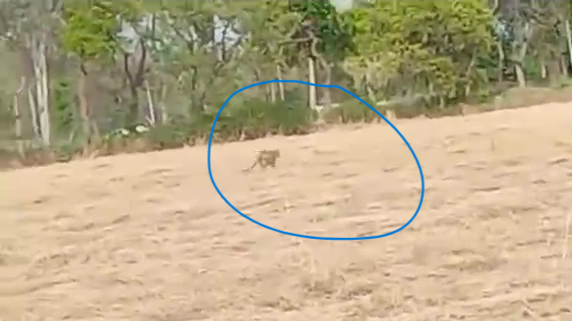 Leopard entered the remount depot
