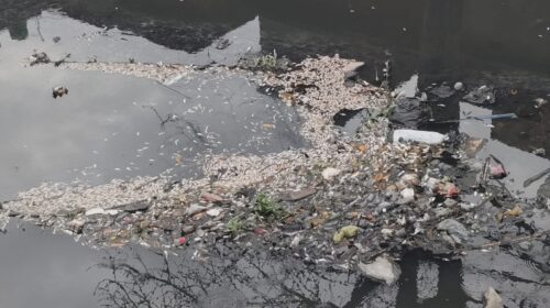 Paondhoi River Water Turns Toxic, Massive Fish Die-off Reported Toxic, Effluents from Factories Continue to be Discharged Despite Crores in Expenditure.