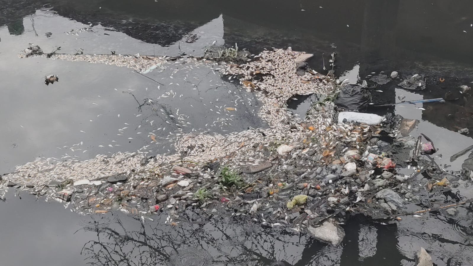 Paondhoi River Water Turns Toxic, Massive Fish Die-off Reported Toxic, Effluents from Factories Continue to be Discharged Despite Crores in Expenditure.