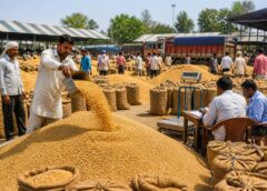 Rabi Procurement Season 2026-27 in Haryana, Wheat and Mustard Procurement Smooth, Farmers Receiving Full Support