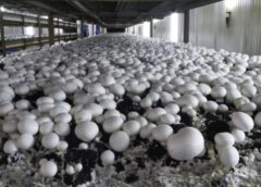 Saharanpur News, Cyber ​​fraud in the name of buying mushroom seeds, Contacting a number found on Google proved costly, 2.76 lakh withdrawn from farmer's account in three days