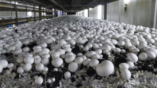 Saharanpur News, Cyber ​​fraud in the name of buying mushroom seeds, Contacting a number found on Google proved costly, 2.76 lakh withdrawn from farmer's account in three days