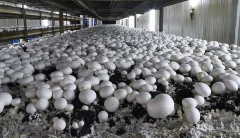 Saharanpur News, Cyber ​​fraud in the name of buying mushroom seeds, Contacting a number found on Google proved costly, 2.76 lakh withdrawn from farmer's account in three days