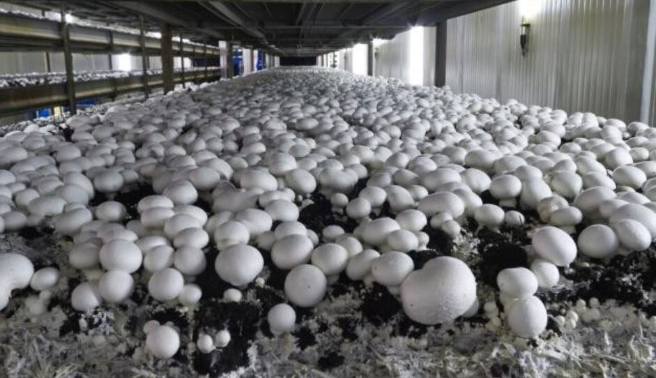 Saharanpur News, Cyber ​​fraud in the name of buying mushroom seeds, Contacting a number found on Google proved costly, 2.76 lakh withdrawn from farmer's account in three days