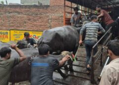 लखनऊ में अवैध डेयरियों पर बड़ा एक्शन, दरोगा पर जंजीर से हमला, 24 के खिलाफ मुदकमा दर्ज