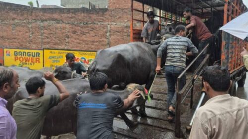 लखनऊ में अवैध डेयरियों पर बड़ा एक्शन, दरोगा पर जंजीर से हमला, 24 के खिलाफ मुदकमा दर्ज
