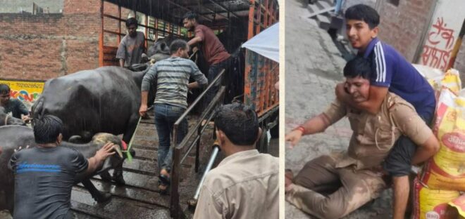 लखनऊ में अवैध डेयरियों पर बड़ा एक्शन, दरोगा पर जंजीर से हमला, 24 के खिलाफ मुदकमा दर्ज 