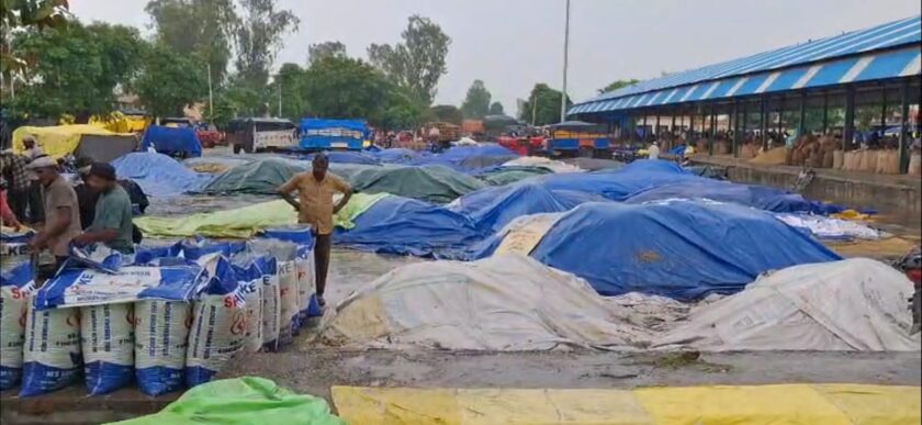 Rain wreaks havoc in the market, Paddy soaks in the open, Farmers and traders question the poor arrangements at the market.